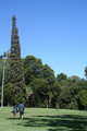 سرو ناز